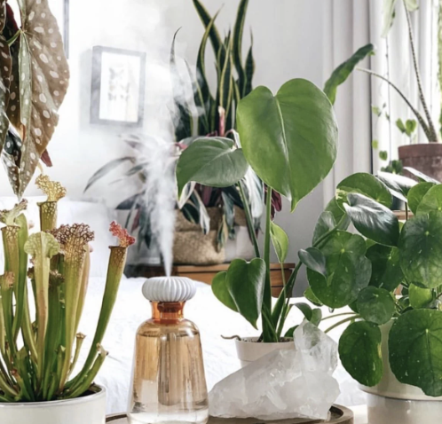 DIY Humidifier For House Plants to Save Money